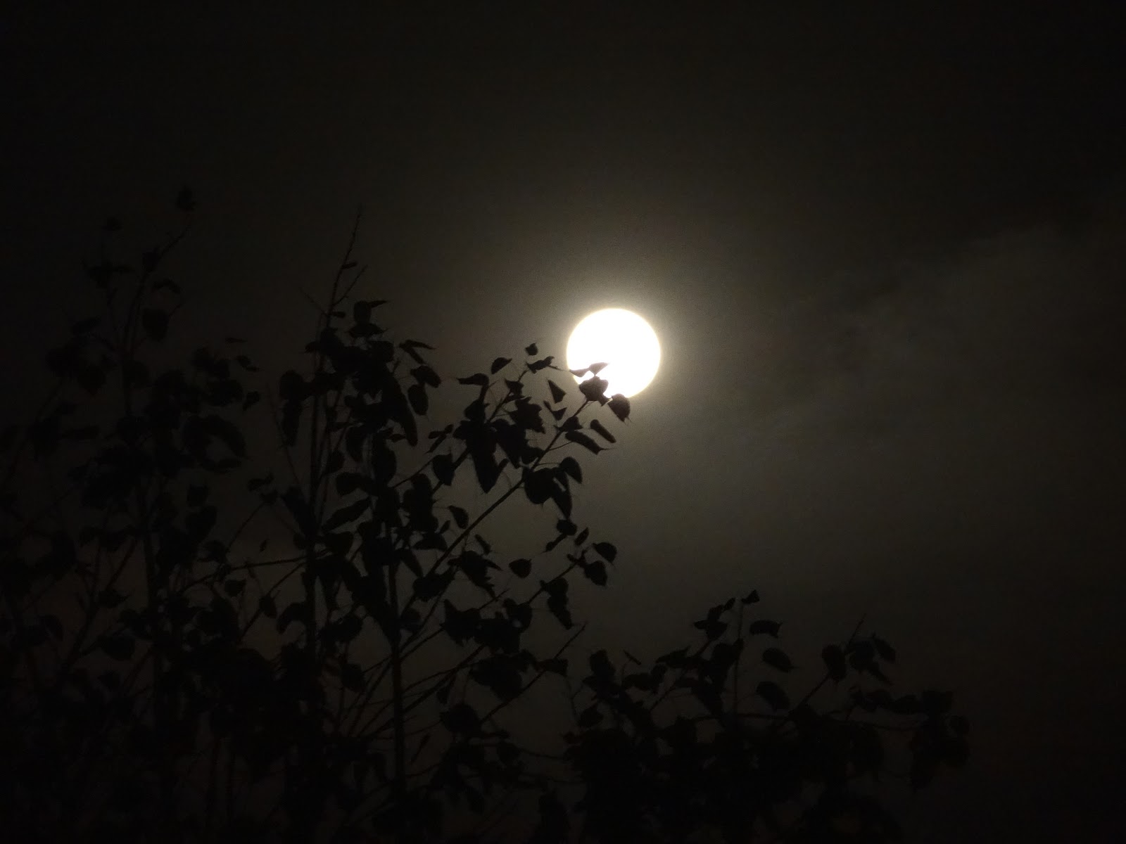 Legend Night Moon