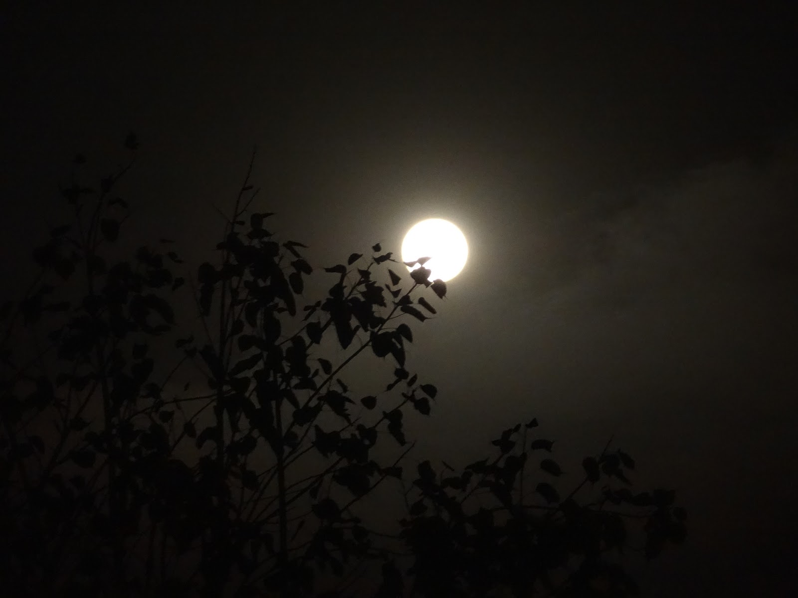 The Legend Night Moon - My Lifes Best Photo Clicks