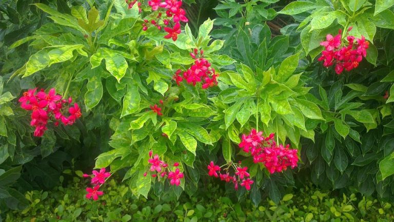 The Red Flowers After Rain