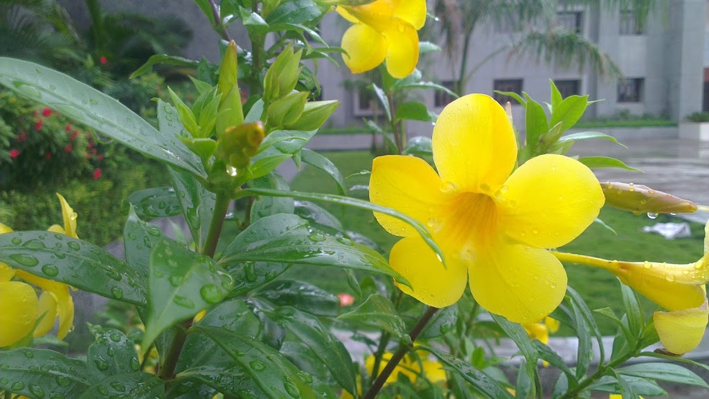 The Yellow Flower After Rain