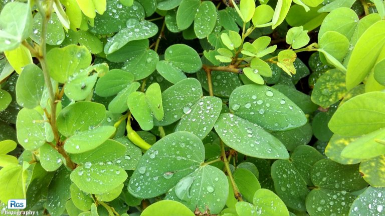 The Rain Drop on Leaf