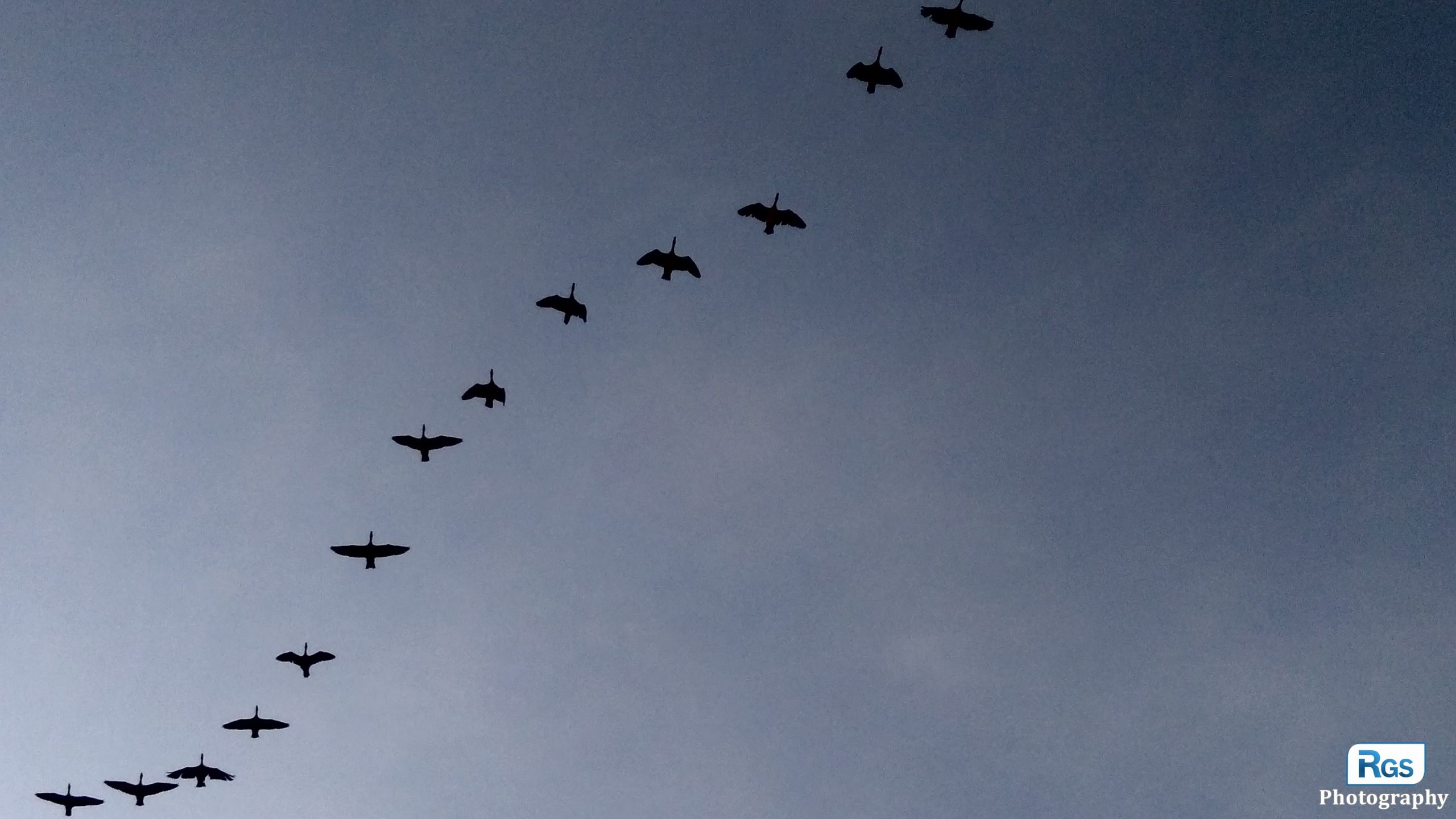 The Sky Birds
