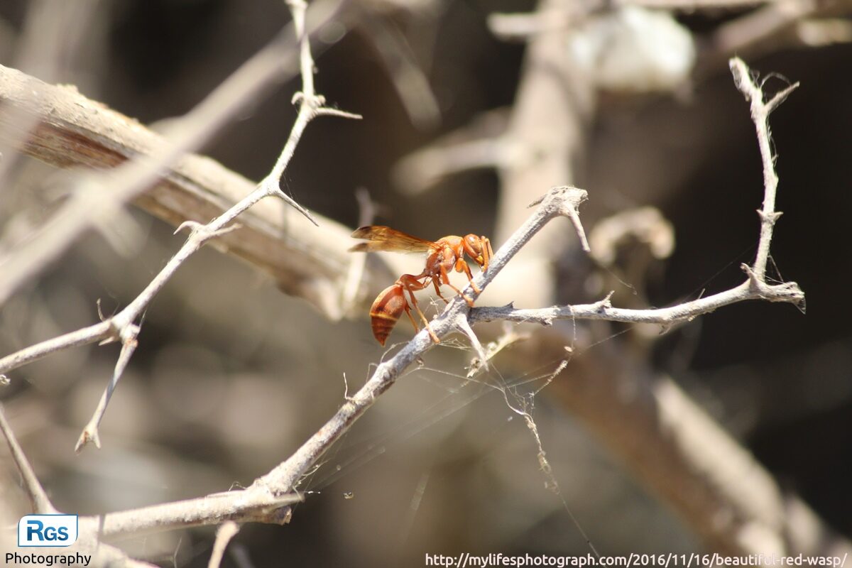 Beautiful Red Wasp