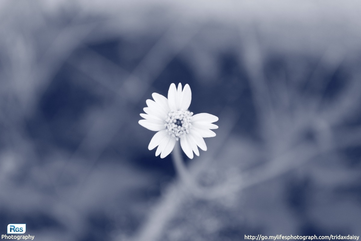 Tridax Daisy Flower